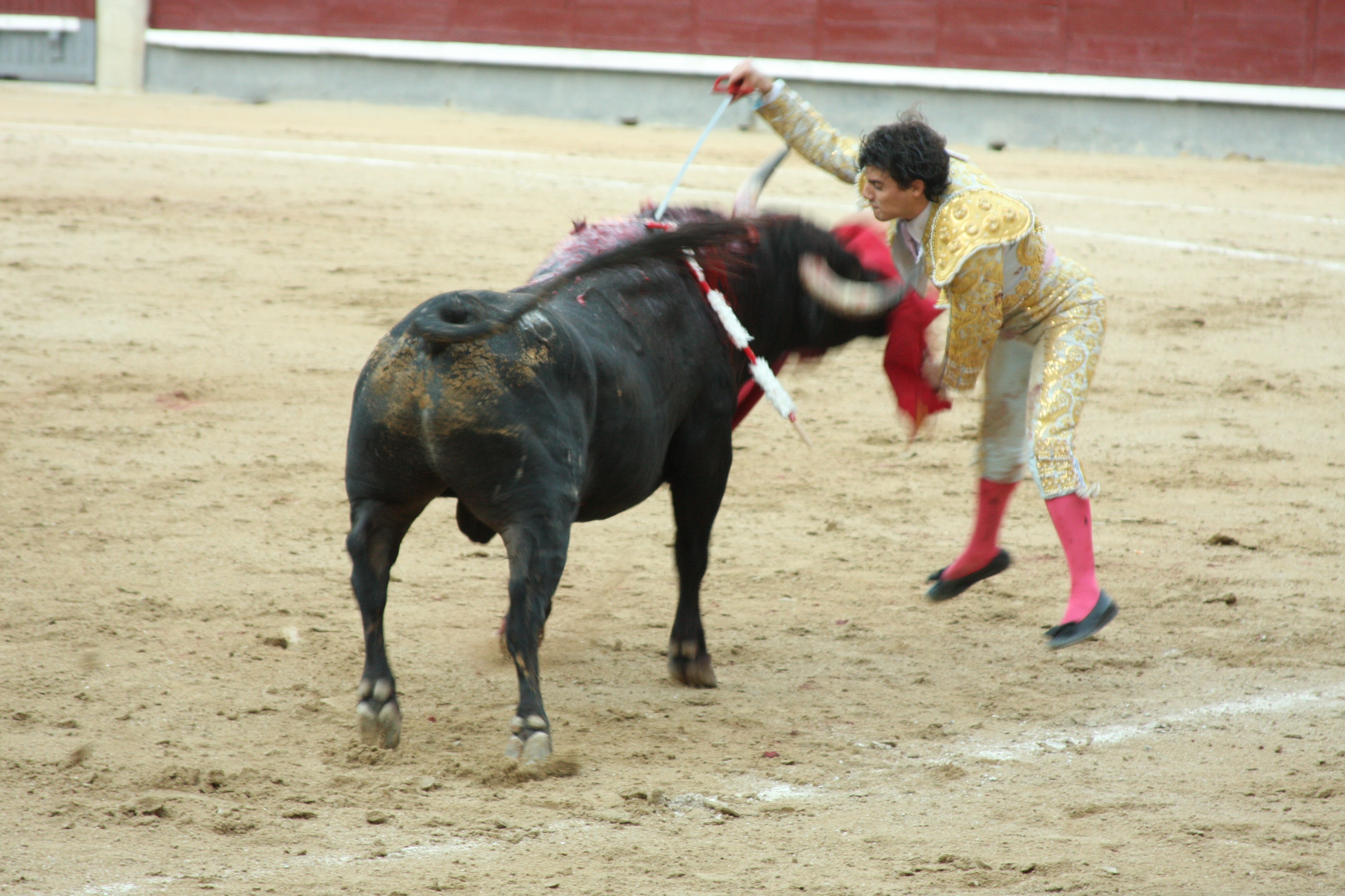 Bullfight [1951]